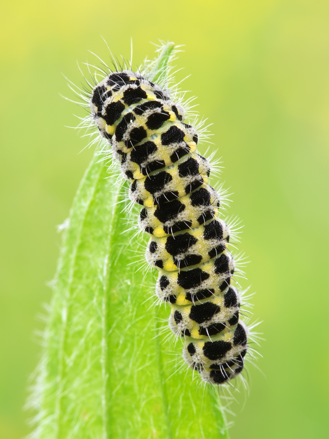 Burnet Moth caterpillar 2